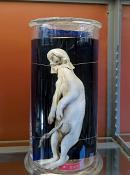 galerie de paleontologie et de anatomie comparee 12-2015 8238